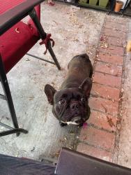 Reunited Female Dog last seen Academy Ave and Augusta St, Pomona, CA 91768