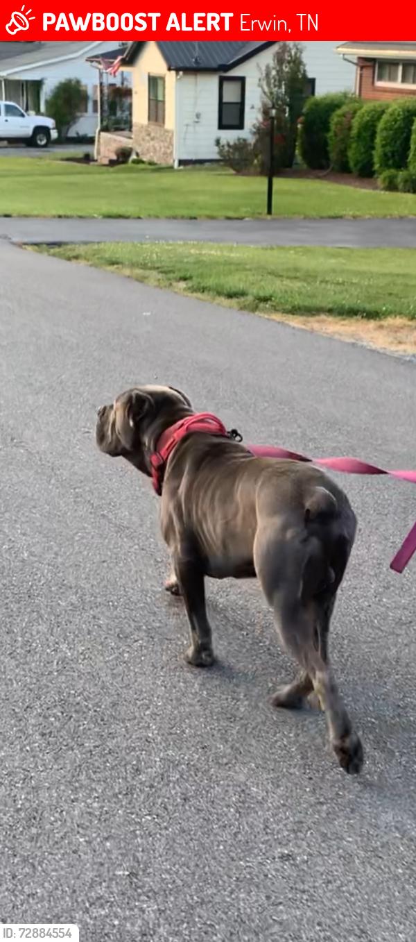 Lost Male Dog last seen Jackson Love Highway , Erwin, TN 37650