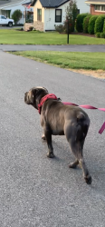 Lost Male Dog last seen Jackson Love Highway , Erwin, TN 37650
