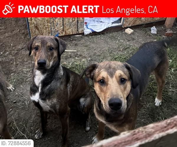 Lost Male Dog last seen Roscoe and Hazeltine , Los Angeles, CA 91402