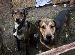 Lost Male Dog last seen Roscoe and Hazeltine , Los Angeles, CA 91402
