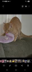 Lost Male Cat last seen Avenue E and fremont, Yucaipa, CA 92399