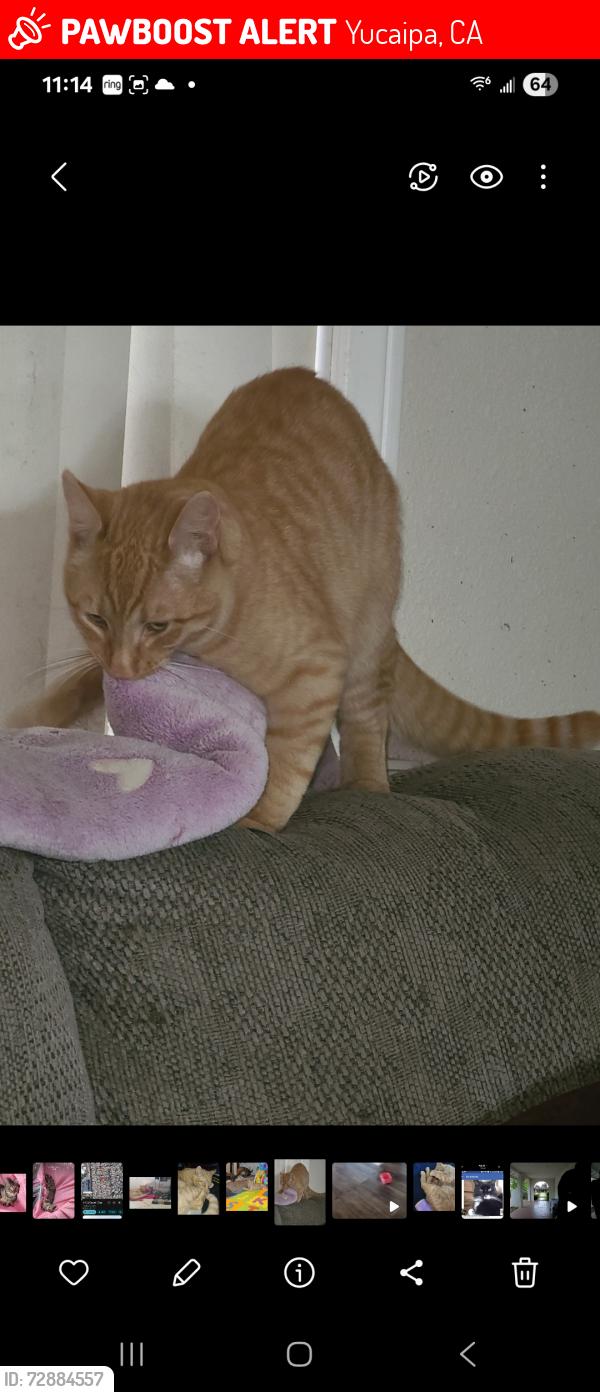 Lost Male Cat last seen Avenue E and fremont, Yucaipa, CA 92399