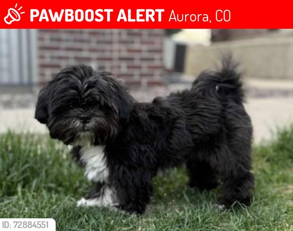 Lost Male Dog last seen Near south emporia way, Aurora, CO 80014