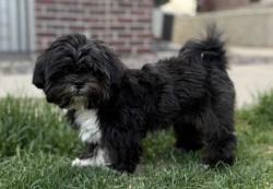 Lost Male Dog last seen Near south emporia way, Aurora, CO 80014