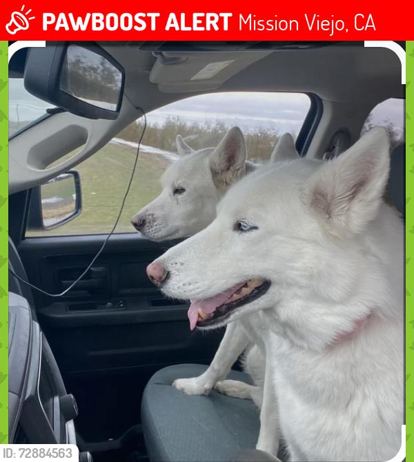 Lost Male Dog last seen Near Via Quinto, Mission Viejo, CA 92691
