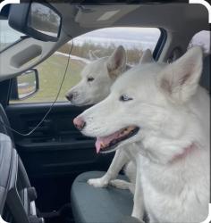 Lost Male Dog last seen Near Via Quinto, Mission Viejo, CA 92691