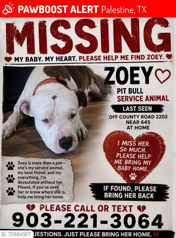 Lost Female Dog last seen Near and saltworks rd , Palestine, TX 75803