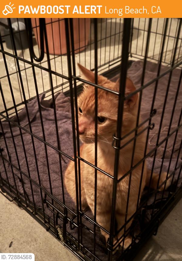 Found/Stray Unknown Cat last seen Roycroft, Long Beach, CA 90804