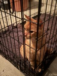 Found/Stray Unknown Cat last seen Roycroft, Long Beach, CA 90804