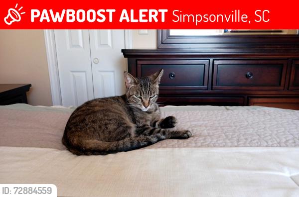 Lost Female Cat last seen Camellia , Simpsonville, SC 29681