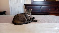 Lost Female Cat last seen Camellia , Simpsonville, SC 29681