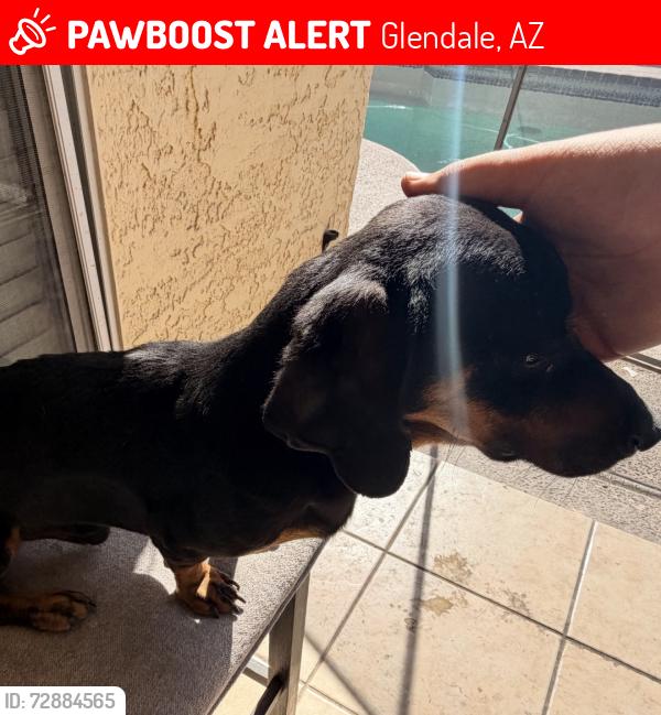 Lost Male Dog last seen 63rd Dr and Peoria, Glendale, AZ 85304