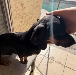 Lost Male Dog last seen 63rd Dr and Peoria, Glendale, AZ 85304