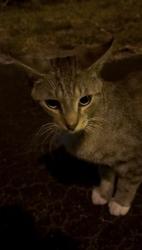 Found/Stray Male Cat last seen New York Dr, Tice, FL 33905