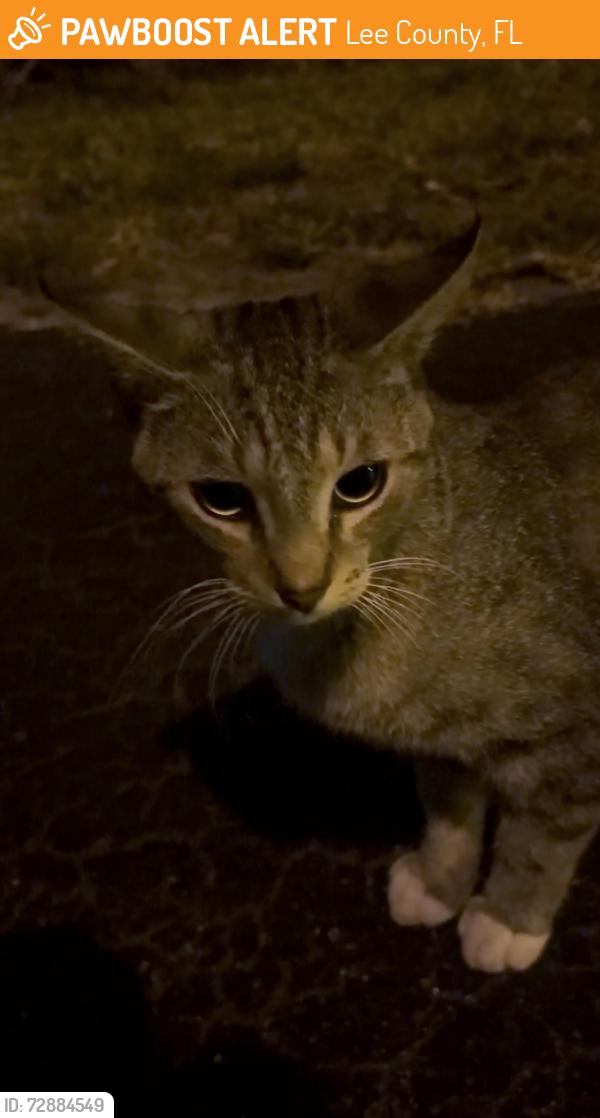 Found/Stray Male Cat last seen New York Dr, Tice, FL 33905