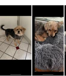 Lost Female Dog last seen Hollingworth St. and Sentous Ave., West Covina, CA 91792