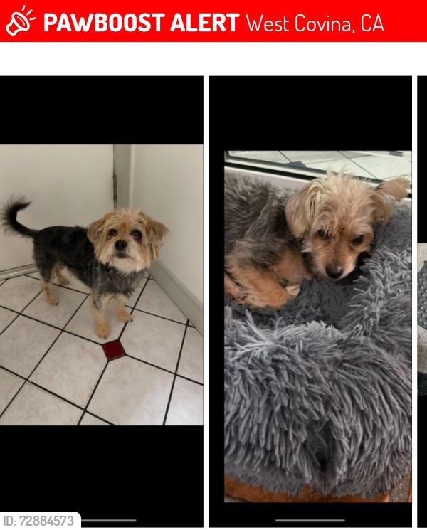 Lost Female Dog last seen Hollingworth St. and Sentous Ave., West Covina, CA 91792