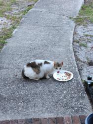 Found/Stray Female Cat last seen Shortridge road, Fayetteville, NC 28303