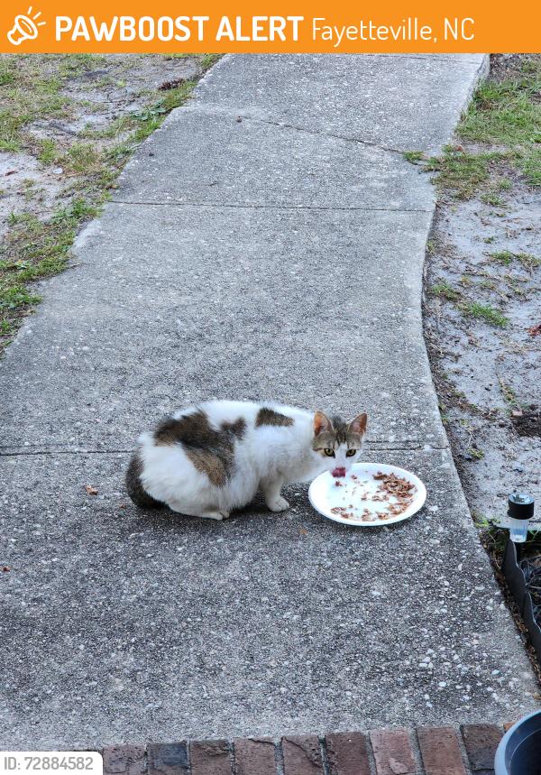 Found/Stray Female Cat last seen Shortridge road, Fayetteville, NC 28303