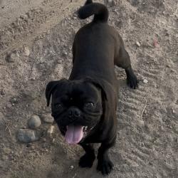 Found/Stray Male Dog last seen Borderland & Salas ln, El Paso, TX 79932