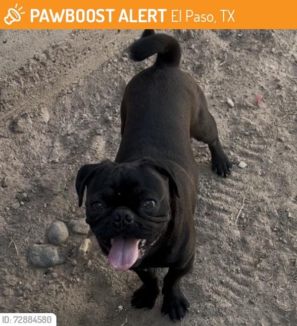 Found/Stray Male Dog last seen Borderland & Salas ln, El Paso, TX 79932