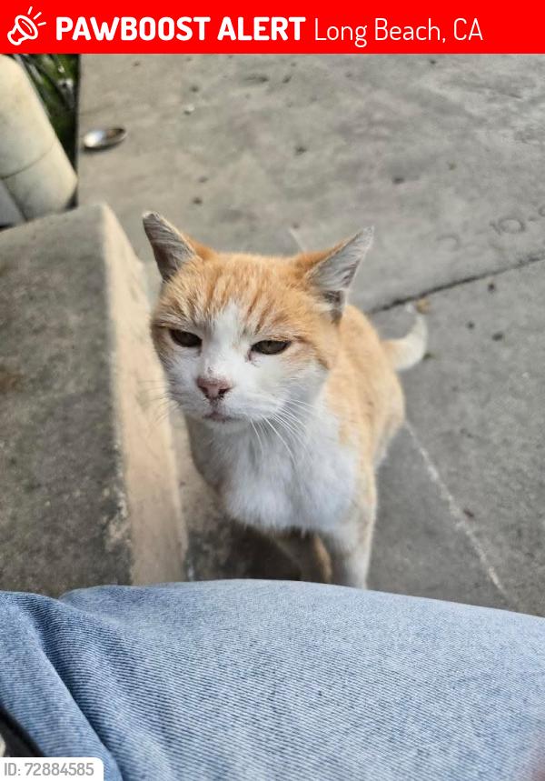 Lost Female Cat last seen Long beach blvd and artesia, Long Beach, CA 90805
