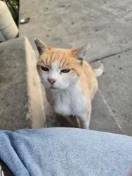 Lost Female Cat last seen Long beach blvd and artesia, Long Beach, CA 90805