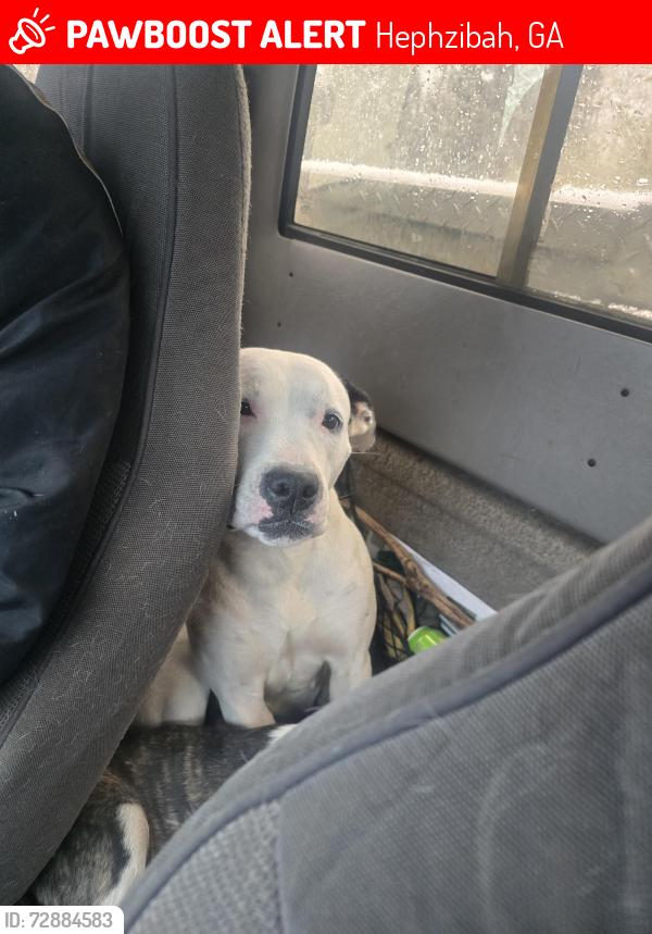 Lost Female Dog last seen Plantation Road Peach Orchard, Hephzibah, GA 30815