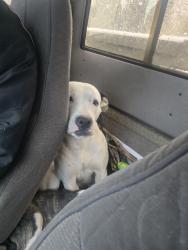 Lost Female Dog last seen Plantation Road Peach Orchard, Hephzibah, GA 30815