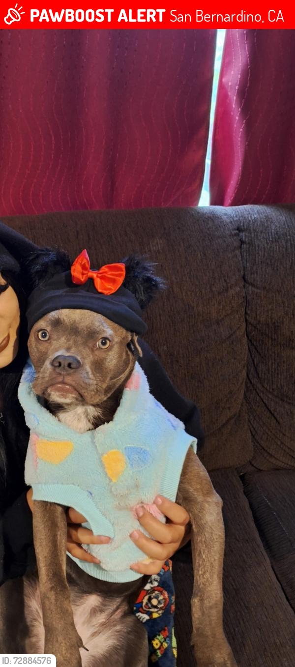 Lost Female Dog last seen Near N Western Ave, San Bernardino, CA 92401