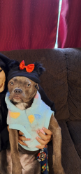 Lost Female Dog last seen Near N Western Ave, San Bernardino, CA 92401
