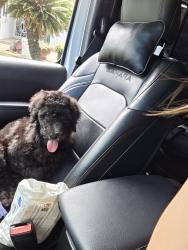 Lost Male Dog last seen Kaiser high school, Honolulu, HI 96825