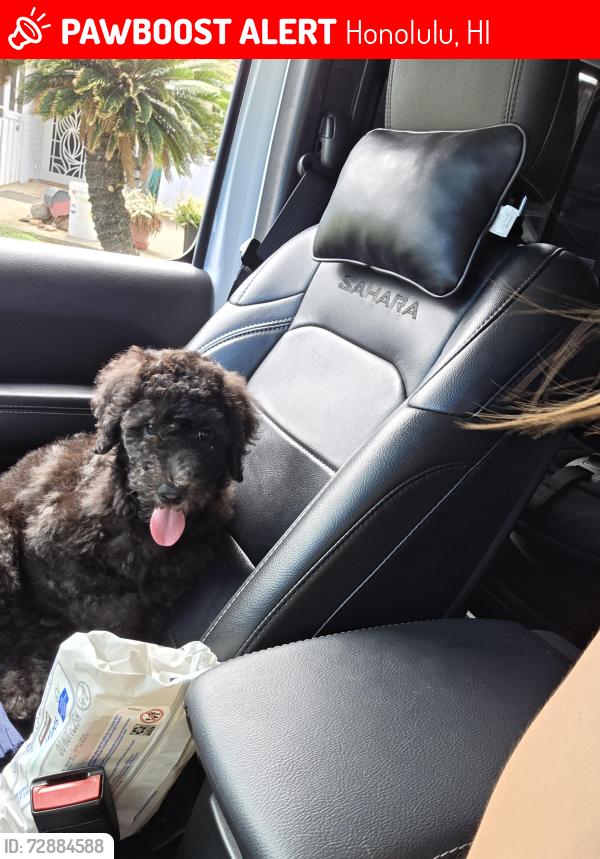 Lost Male Dog last seen Kaiser high school, Honolulu, HI 96825