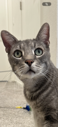 Lost Male Cat last seen Near freeway, San Diego, CA 92154