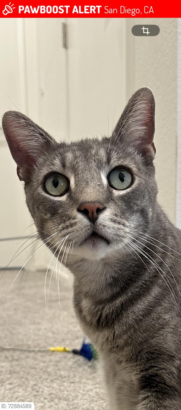 Lost Male Cat last seen Near freeway, San Diego, CA 92154