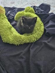 Shelter Stray Male Cat last seen , Jacksonville, FL 32204