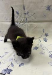 Shelter Stray Male Cat last seen SANDLER RD, Jacksonville, FL 32204