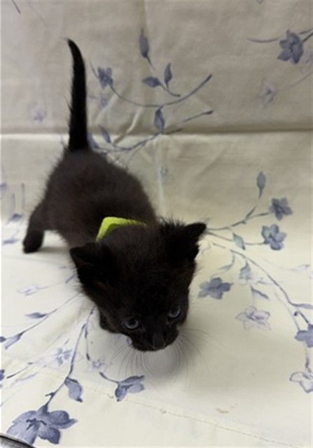 Shelter Stray Male Cat last seen SANDLER RD, Jacksonville, FL 32204