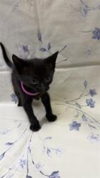Shelter Stray Female Cat last seen SANDLER RD, Jacksonville, FL 32204
