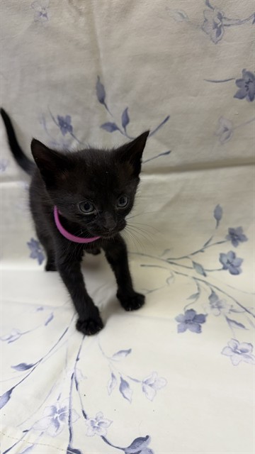 Shelter Stray Female Cat last seen SANDLER RD, Jacksonville, FL 32204