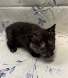 Shelter Stray Female Cat last seen SANDLER RD, Jacksonville, FL 32204