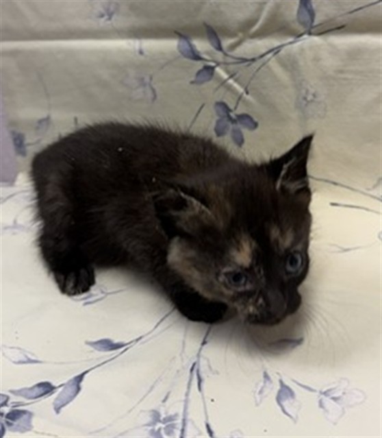 Shelter Stray Female Cat last seen SANDLER RD, Jacksonville, FL 32204