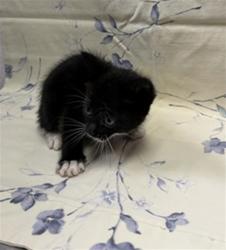 Shelter Stray Female Cat last seen SANDLER RD, Jacksonville, FL 32204