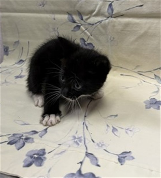 Shelter Stray Female Cat last seen SANDLER RD, Jacksonville, FL 32204
