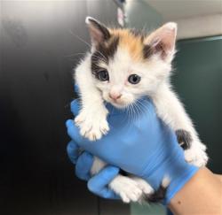 Shelter Stray Female Cat last seen TOYON AVE & TAYLOR AVE, FONTANA, CA, 92335, San Bernardino, CA 92401
