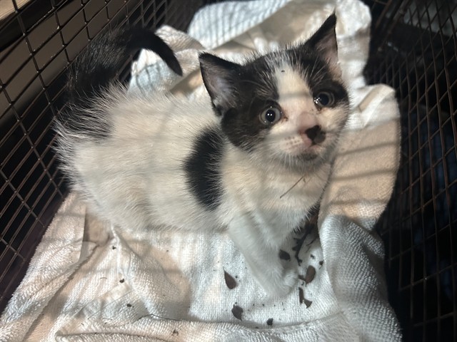 Shelter Stray Male Cat last seen MIMOSA WAY/STOCKTON BLVD, 95823, Sacramento, CA 95827