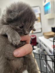 Shelter Stray Male Cat last seen , Los Angeles, CA 91405