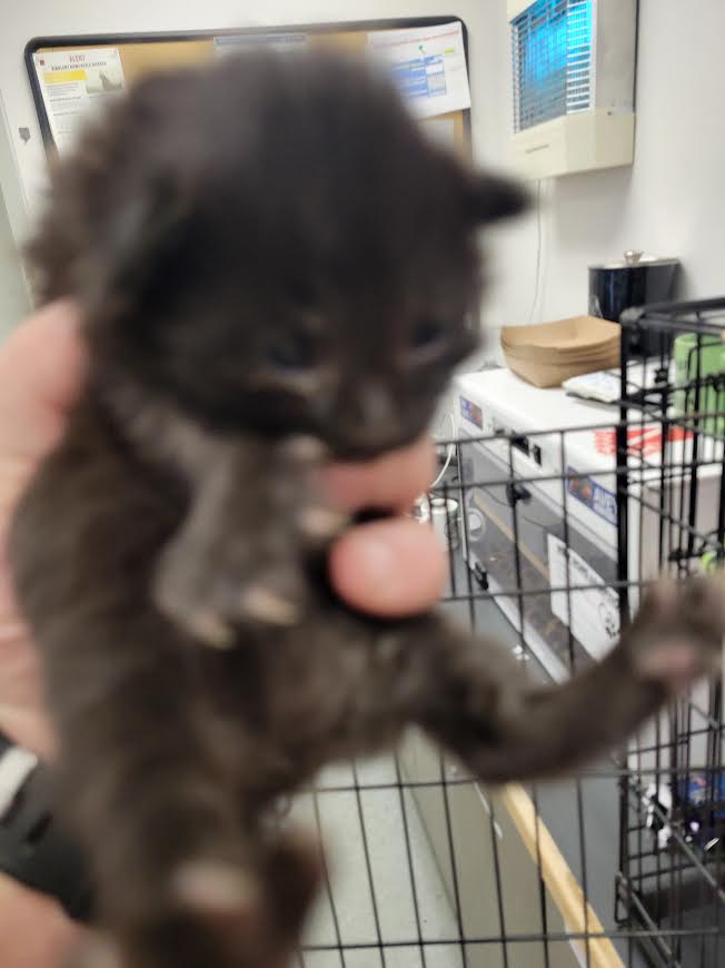 Shelter Stray Male Cat last seen , Los Angeles, CA 91405