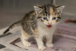 Shelter Stray Female Cat last seen CHARLOTTE, Charlotte, NC 28217